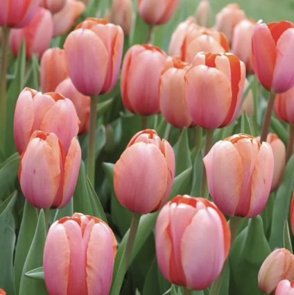 Apricona Tulip Bulbs 6 Pack