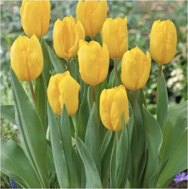 Strong Gold Triumph Tulip Bulbs 25 Pack