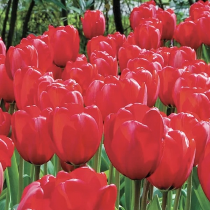 Red Impression Tulip Bulbs 6 Pack