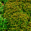 HOLLY, LITTLE RASCAL 2 GALLON