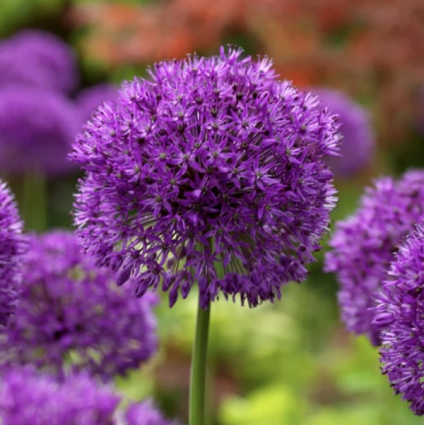 Purple Sensation Allium 20 Pack