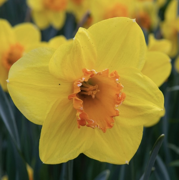 Bright Jewel Narcissus Bulbs 5 Pack