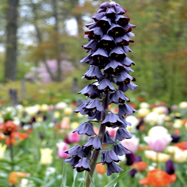 Persica Fritillaria Bulb 1 Pack