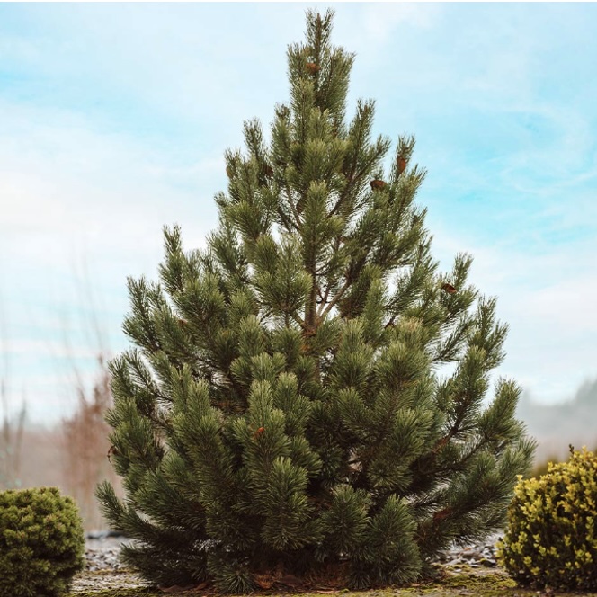 Mugo Tannenbaum Pine 42-48"
