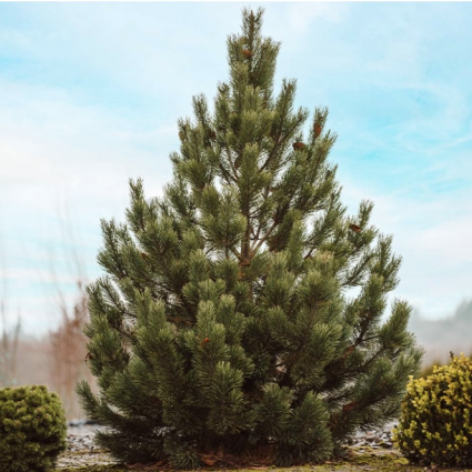 Mugo Tannenbaum Pine 42-48"