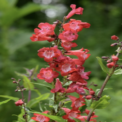 Cherry Sparks Beardtongue