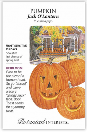 Jack O'Lantern Pumpkin Seeds