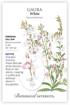 White Gaura Seeds