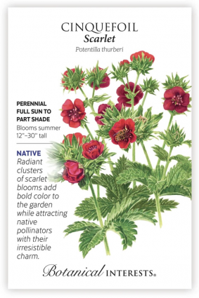 Scarlet Cinquefoil Seeds