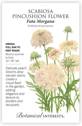 Fata Morgana Scabiosa Seeds
