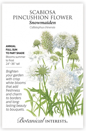 Snowmaiden Scabiosa Seeds