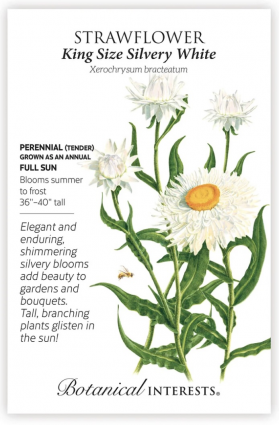 King Size Silvery White Strawflower Seeds