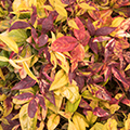 NANDINA, FIREPOWER DWARF 1 GAL