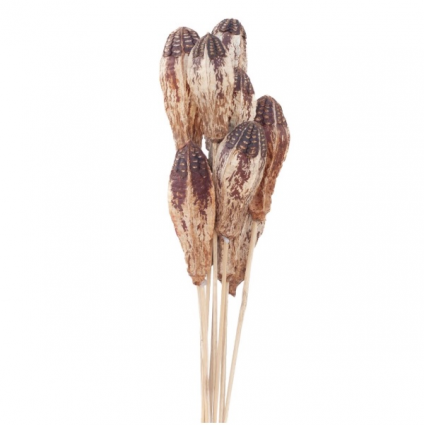 Natural Mahogany Pods (10 stems)