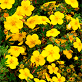 POTENTILLA, GOLD STAR 2 GALLON