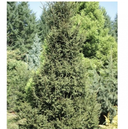 Gowdy Oriental Spruce 10'